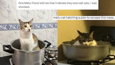 Mallus are 'Cooking' Their Cats on Twitter After This Viral.